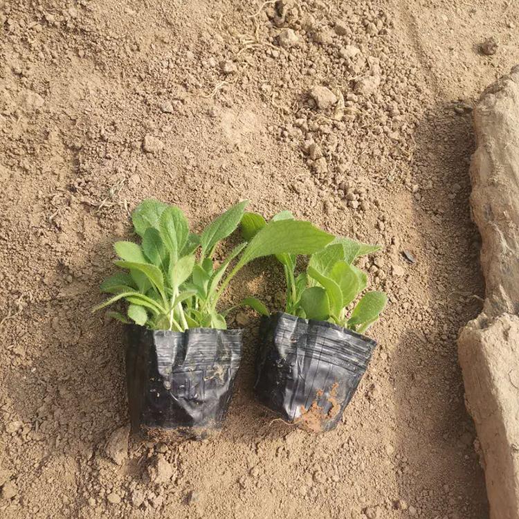 青州黑心菊供应基地 黑心菊批发价格 量大优惠