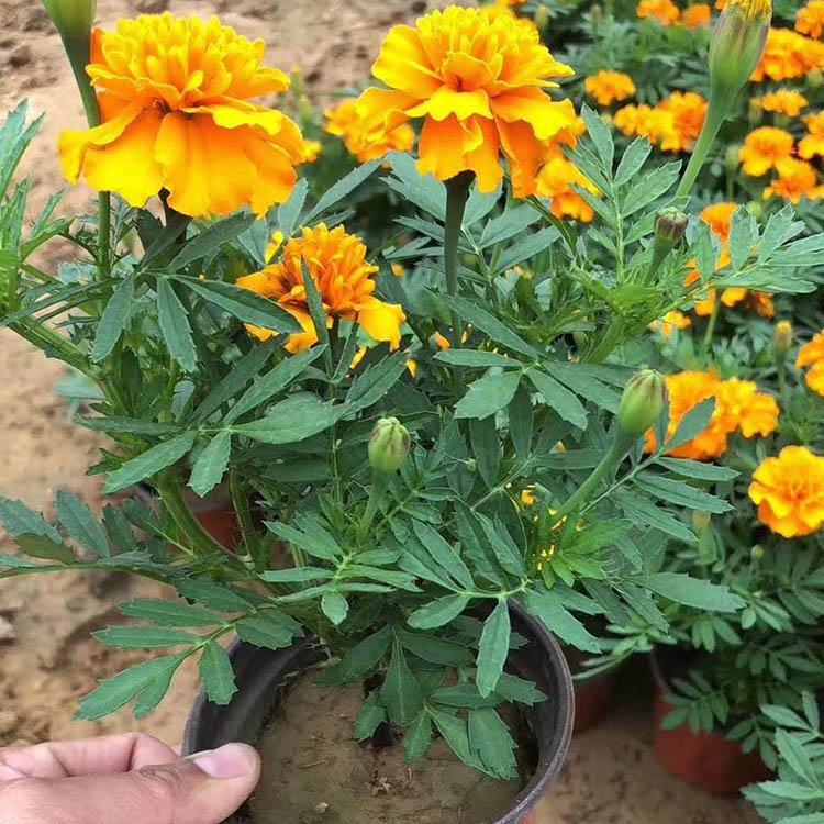 孔雀草 大量现货批售 山东大型孔雀草种植基地 启景花卉