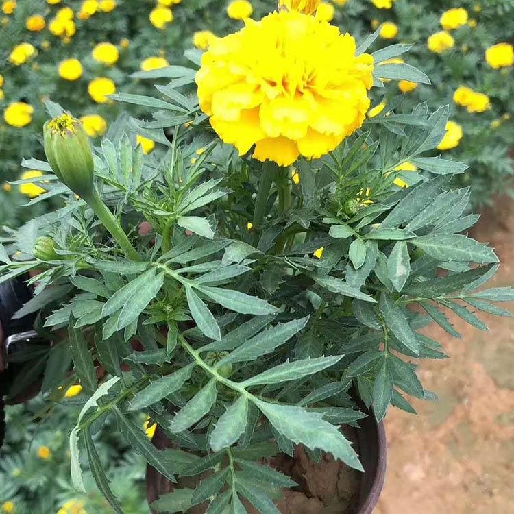 基地出售观赏孔雀草 【启景】孔雀草批发商