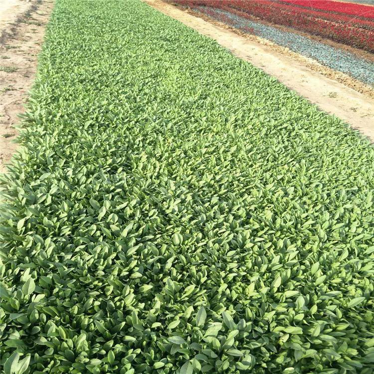 金鸡菊培育基地 金鸡菊网红花海 承玉花卉