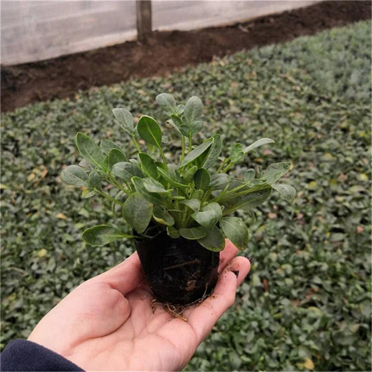金鸡菊工程苗 金鸡菊地被植物 承玉花卉