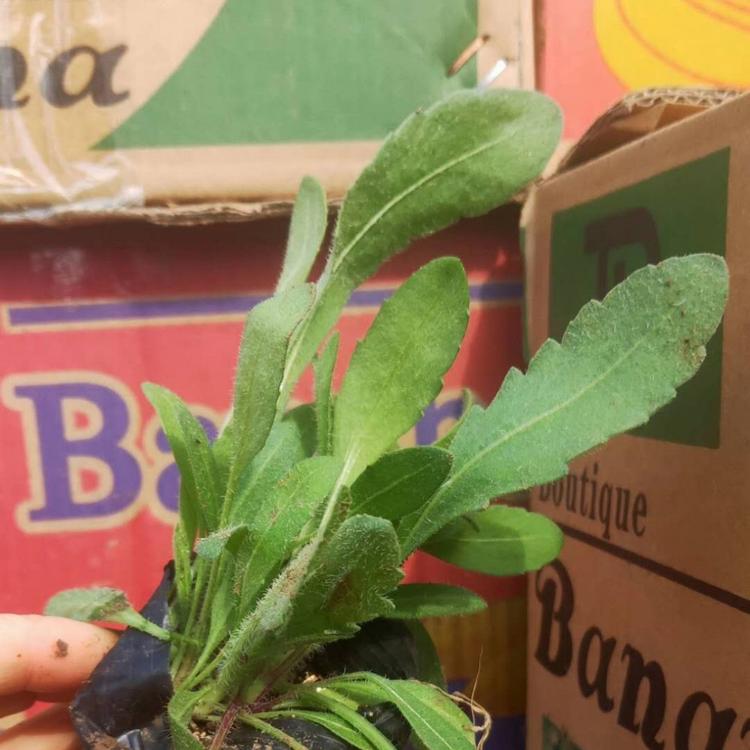天人菊 天人菊价格 天人菊供应 天人菊种植基地 天人菊小苗