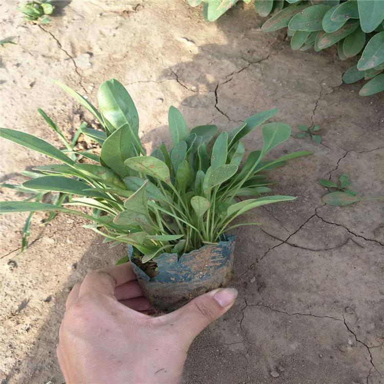 金鸡菊厂家直销 金鸡菊生态园用苗