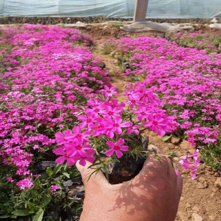 福禄考供应商 一二年宿根花卉 山东观赏花卉福禄考