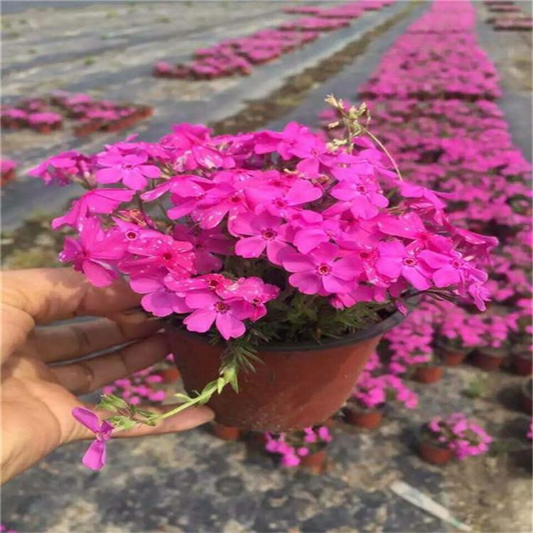 福禄考供应商 一二年宿根花卉 青州福禄考