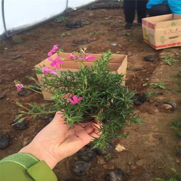 福禄考供应商 量大优惠 山东观赏花卉福禄考