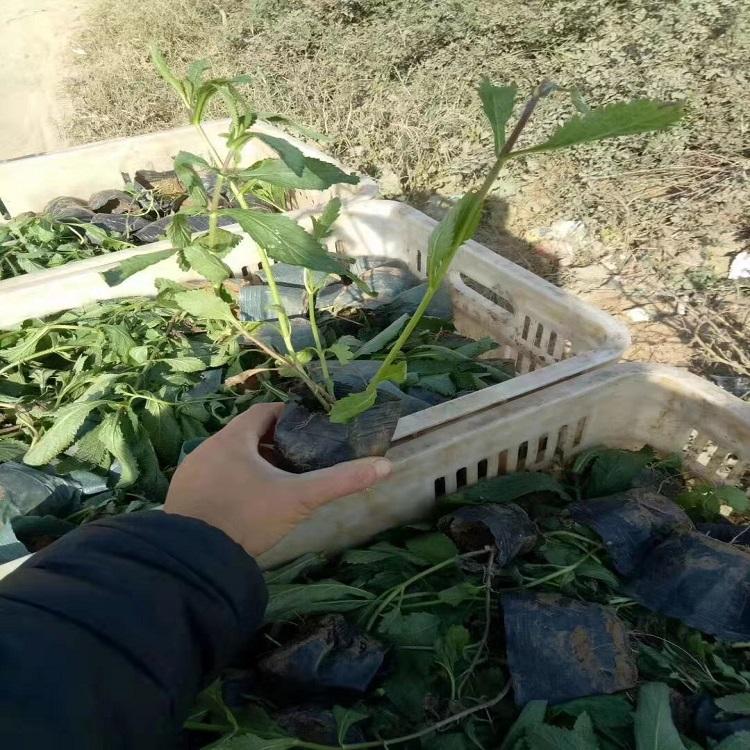 马鞭草报价 树庆花卉大面积培育【柳叶马鞭草】