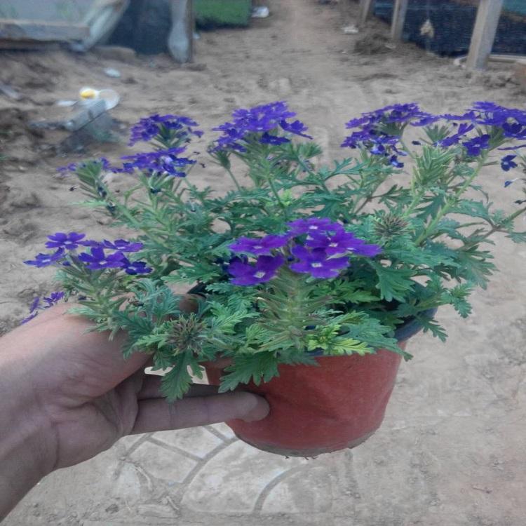 美女樱 现货销售 山东美女樱种植基地 树庆花卉