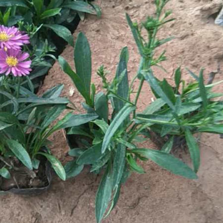荷兰菊出售  荷兰菊批发价格  山东荷兰菊供应商