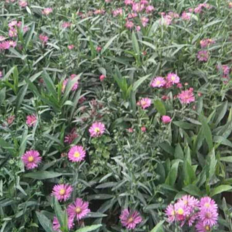 荷兰菊报价  荷兰菊培育基地   山东荷兰菊批发商