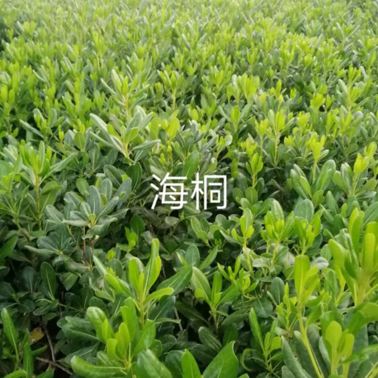 海桐培育基地  山东海桐供应商  海桐批发价格