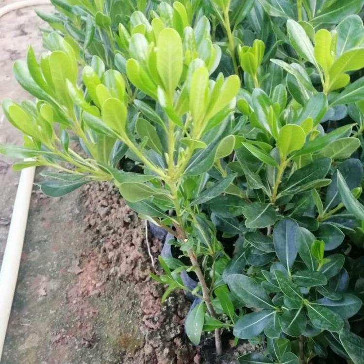 华德海桐种植基地  海桐批发商  大量供应海桐