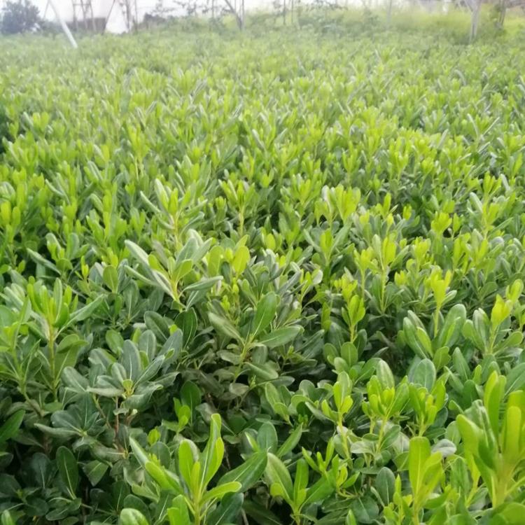 海桐供应商  华德花卉等你来  价格优惠  质量保障