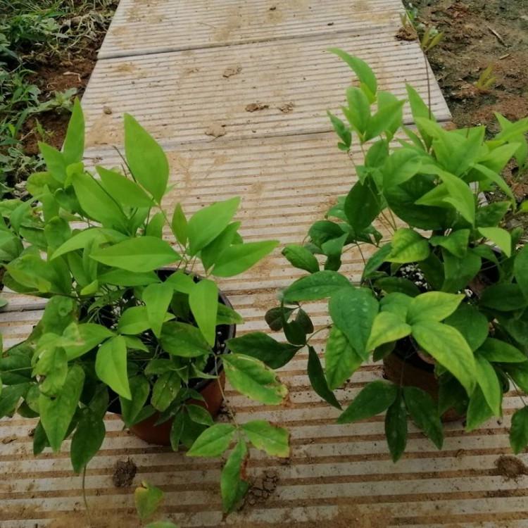 火焰南天竹种植基地   山东火焰南天竹培育  华德花卉等你来