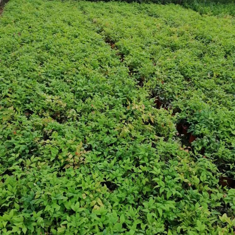 山东火焰南天竹批发供应  华德花卉等你来  价格优惠  质量保障