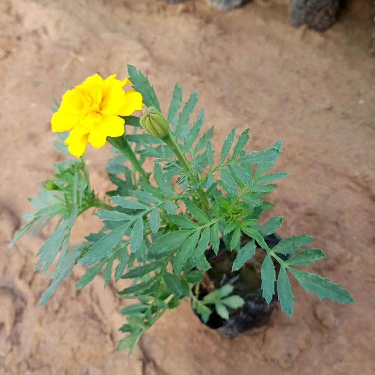 孔雀草价格 孔雀草花海小苗批发价格