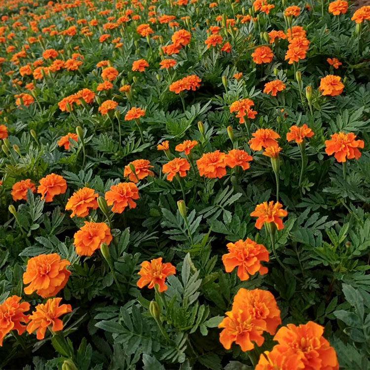 孔雀草花海 基地批发杯苗 山东草花基地供应花卉小苗