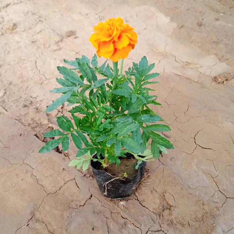 孔雀草黄花 孔雀草种植基地 大量现苗供应