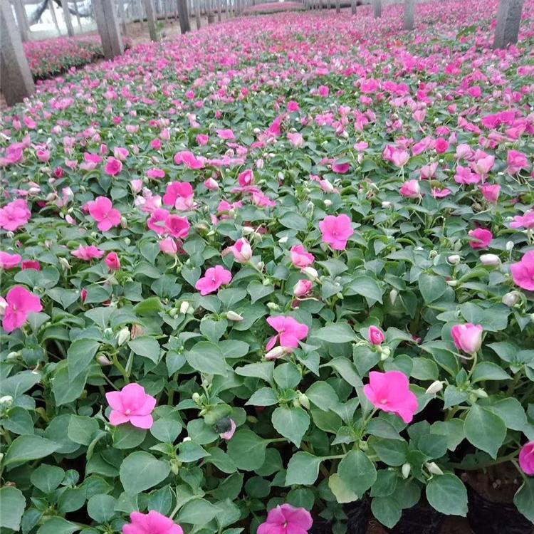 凤仙花 非洲凤仙 苏丹凤仙 凤仙价格 凤仙批发 绿化 花坛