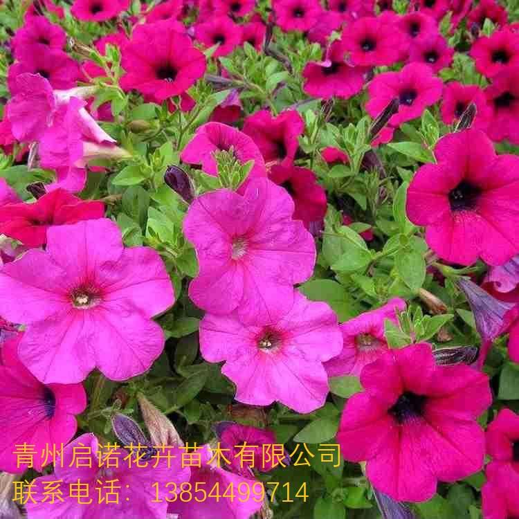 垂钓牵牛 牵牛花 喇叭花 花坛 花带 绿化 青州草花
