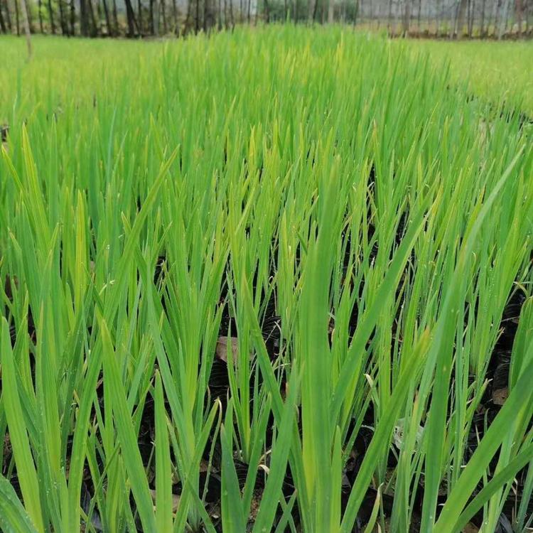 水生鸢尾批发价格水生鸢尾种植基地水生鸢尾小苗供应