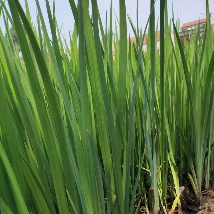黄菖蒲批发价格黄菖蒲种植基地黄菖蒲小苗供应