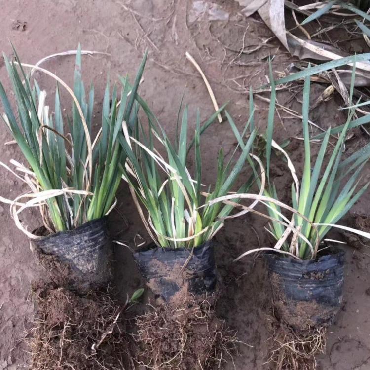 马莲价格批发 马莲批发供应马兰种植基地供应