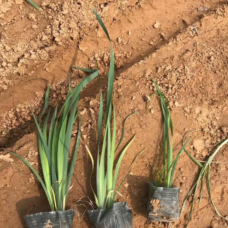 马蘭批发价格 马兰花种植基地