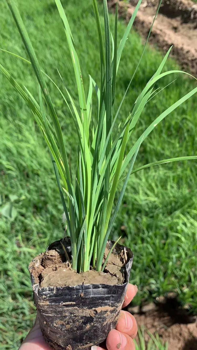 优质马兰大量出售 马兰价格批发马兰种植基地供应