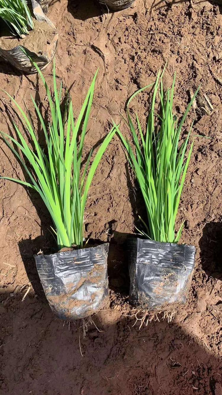 马兰花批发价格 马蘭种植基地