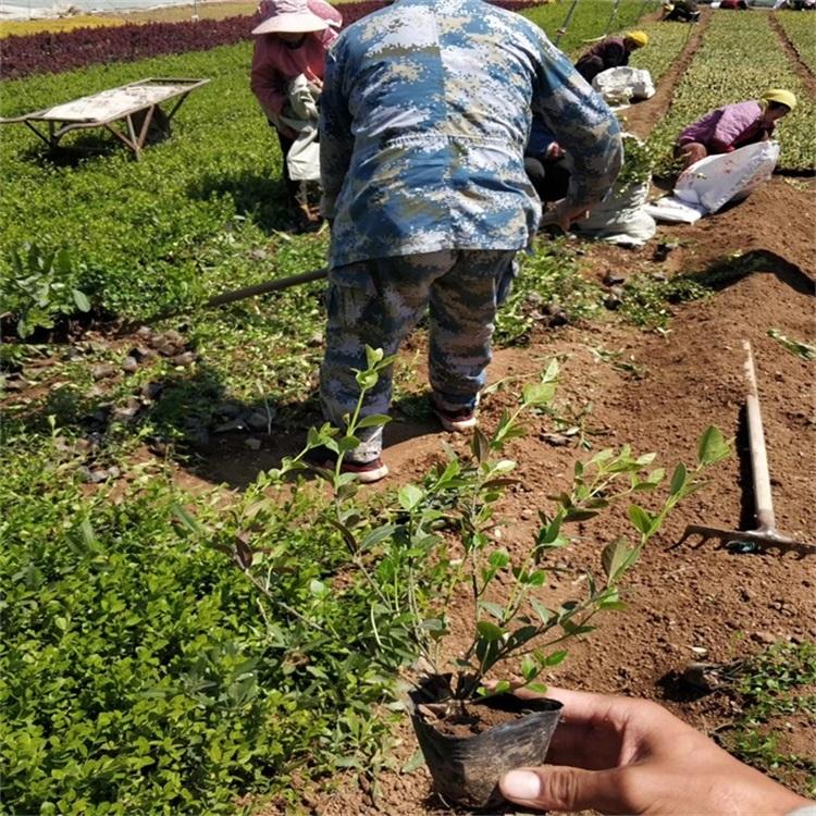 30公分扶芳藤苗 护坡苗40公分高小叶扶芳藤苗价格 货源充足