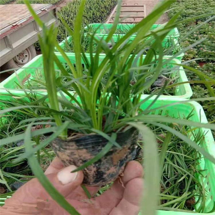 山东青州麦冬价格麦冬种植基地