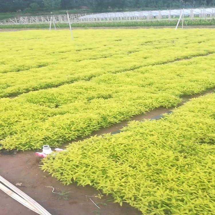 金叶莸现货供应青州金叶莸批发价格