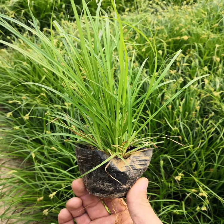 青绿苔草花海用苗青州天一花卉青绿苔草直供