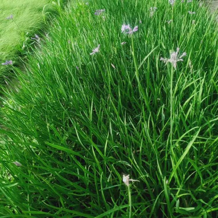 紫娇花  青州紫娇花小苗  紫娇花批发基地 紫娇花种植