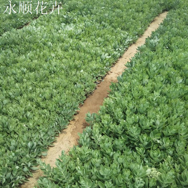 大量供应八宝景天 花海花卉 绿化用八宝景天