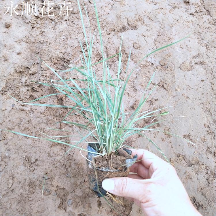 绿化用粉黛乱子草 粉黛乱子草报价