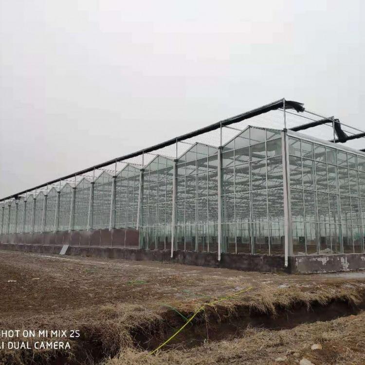 阳光板温室大鹏 大型阳光板温室工程建设