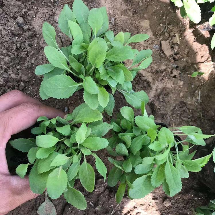 青州草花种植基地 香泽 地被鼠尾草价格 地被鼠尾草批发