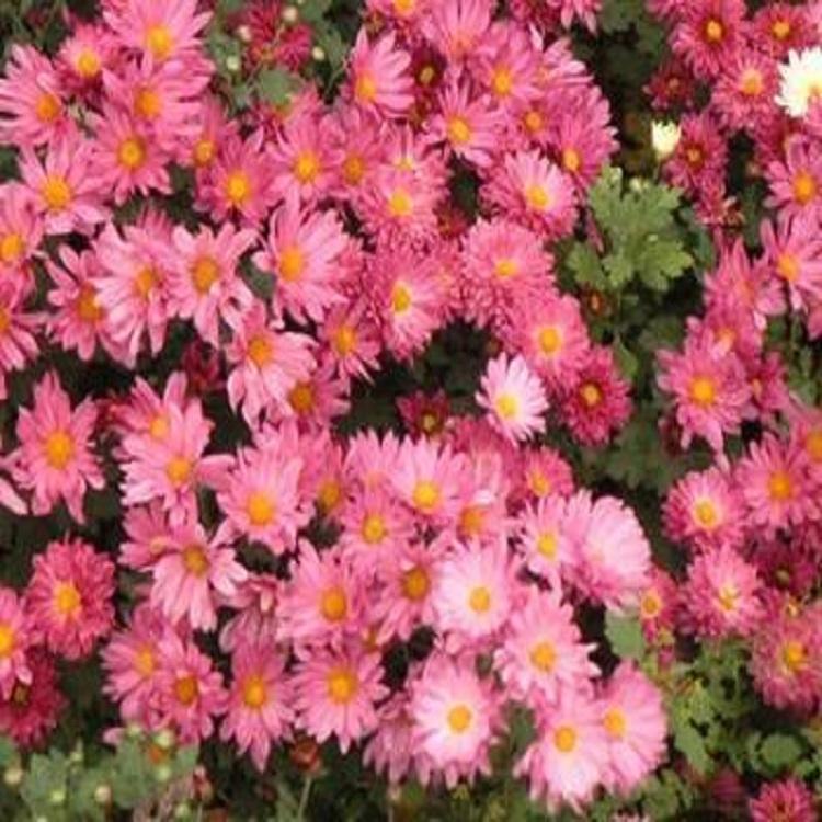 地被菊 地被菊基地