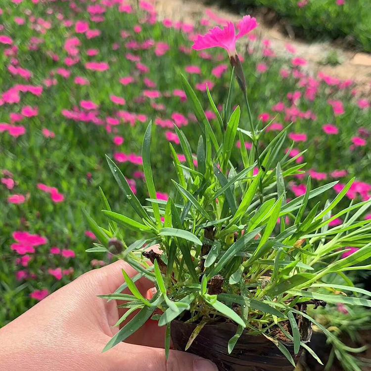 欧石竹小苗 欧石竹价格 欧石竹种植基地 雅尼