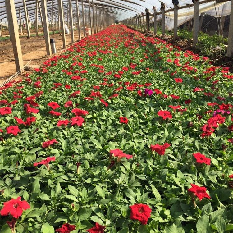 雅尼花卉多花色牵牛花批发 矮牵牛盆栽小苗种植基地