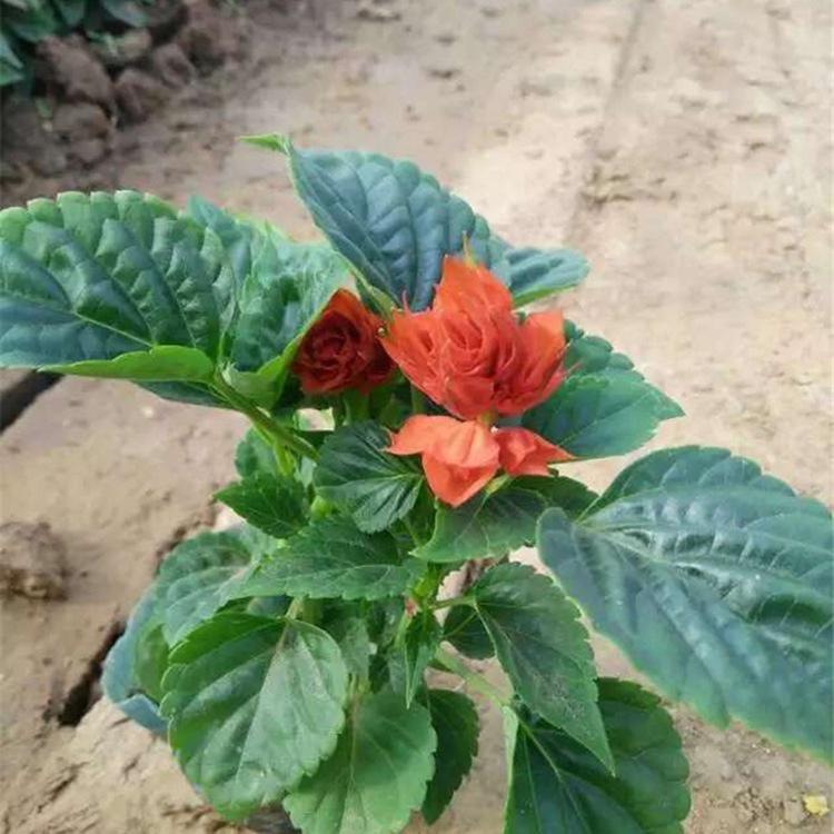 一串红价格 青州一串红种植基地 山东一串红批发 雅尼