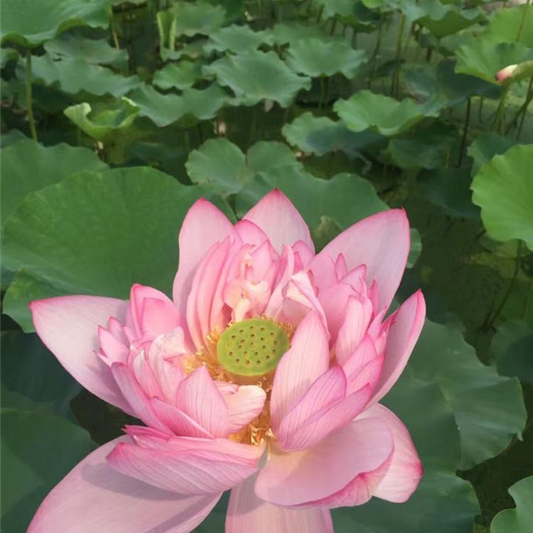 荷花价格 荷花批发基地 青州水生植物种植基地 雅尼