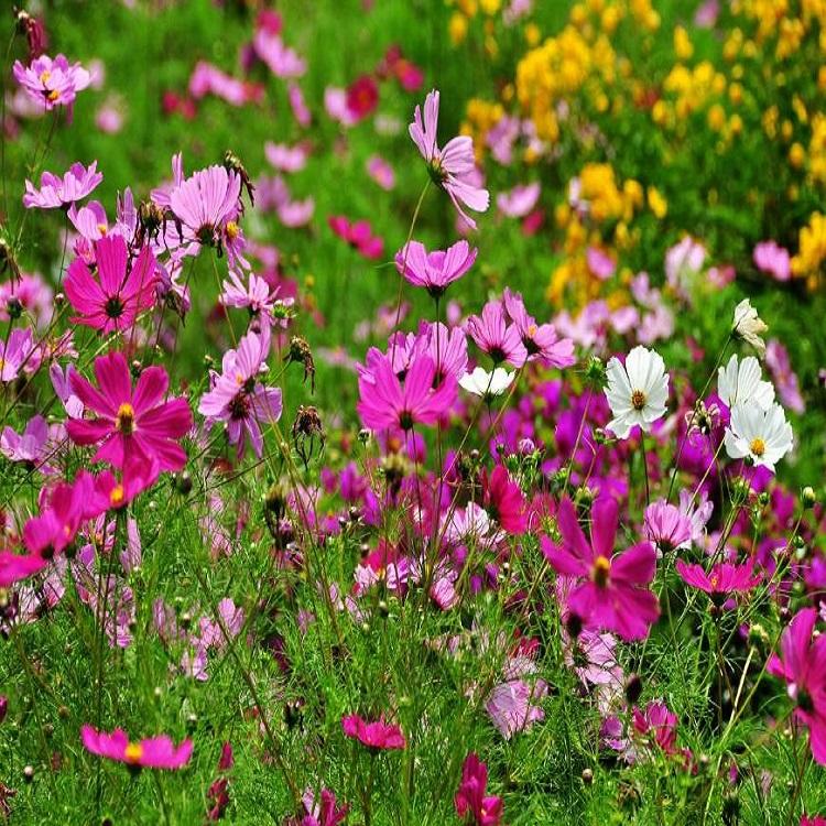 波斯菊报价 山东波斯菊 基地直供