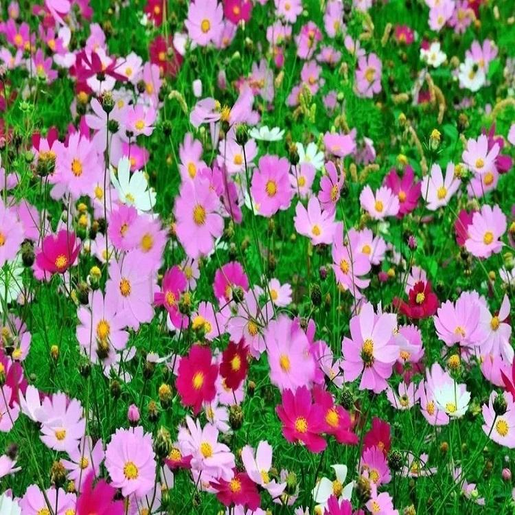波斯菊供应商 青州波斯菊 价格实惠