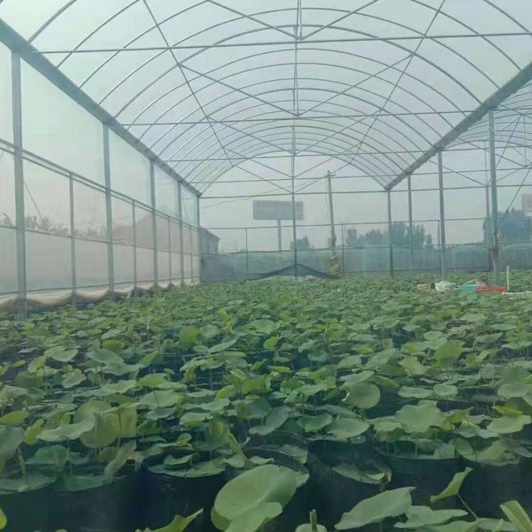 荷花 荷花批发价格咨询江瑞 青州荷花种植基地