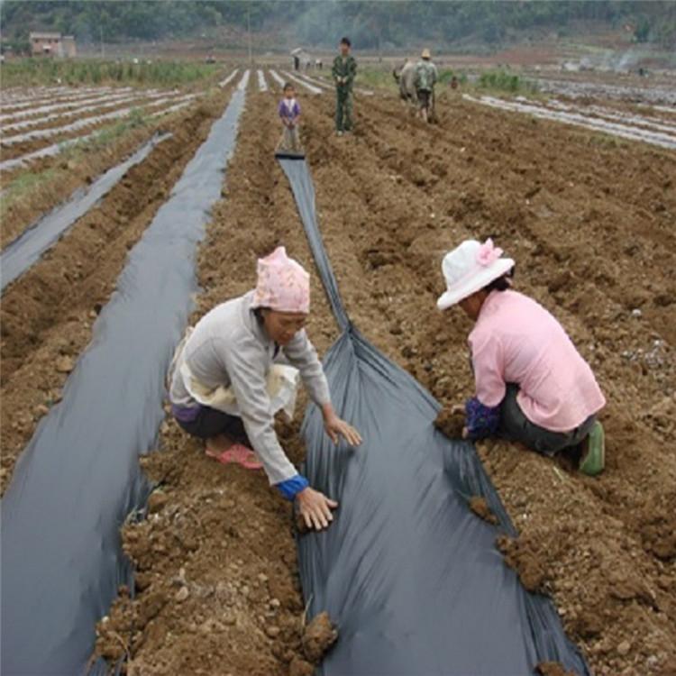 黑地膜批发 种植用好膜 山东黑色地膜