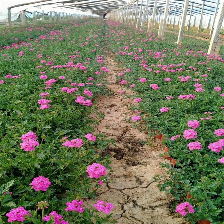 美女樱价格 美女樱基地 江瑞美女樱供应商