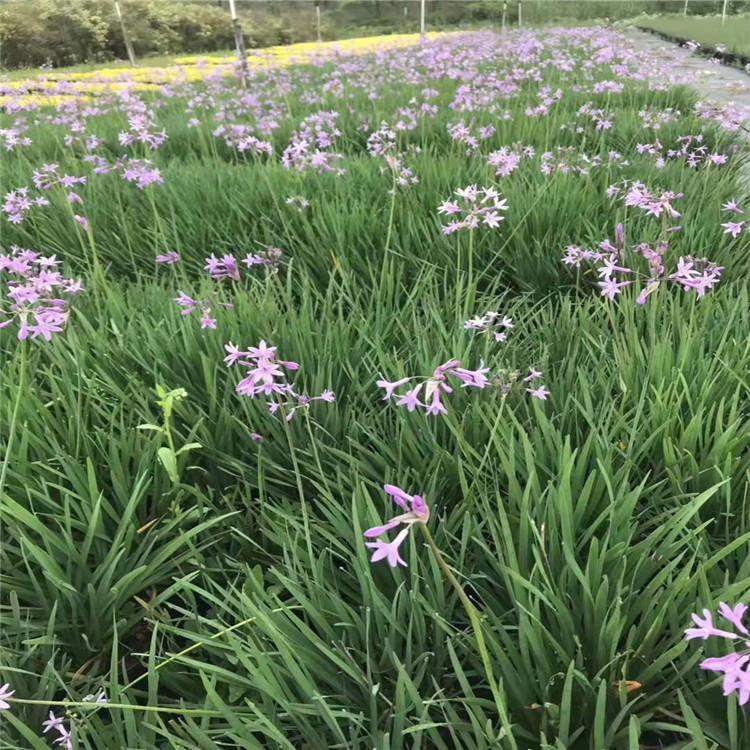 园林绿化花卉 紫娇花价格 紫娇花批发销售